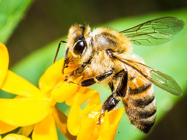 Melittin peptides are derived from bee venom Melittin peptides are derived from bee venom